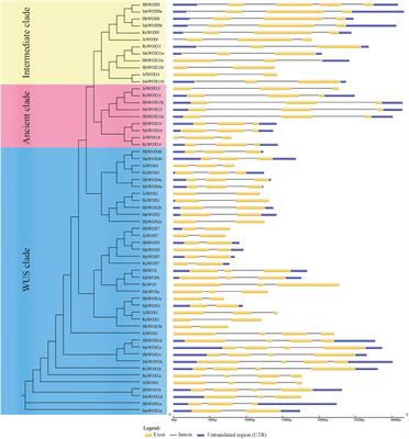 Genome-Wide Identification and Comparative Analysis of WOX Genes in Four Euphorbiaceae Species and Their Expression Patterns in Jatropha curcas